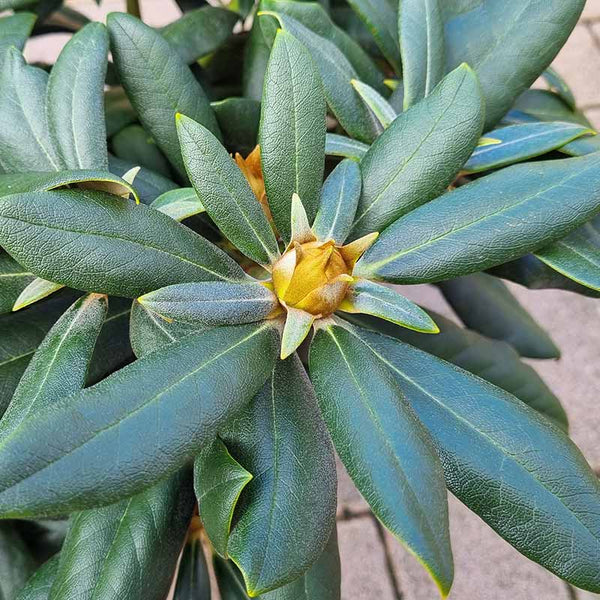 Rhododendron ‘Schneewittchen’ (3-Litre Pot) image 1