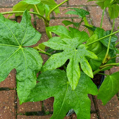 Fatsia japonica (2-Litre Pot) image 0
