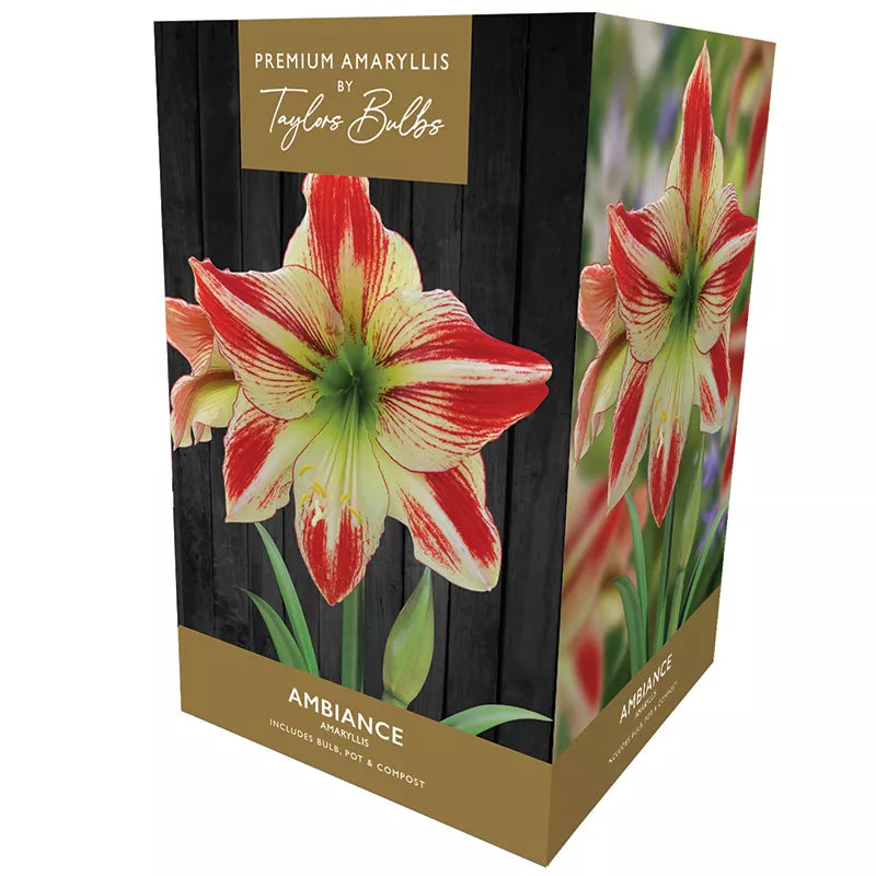Amaryllis 'Ambiance' (Premium Indoor Growing Kit Gift Pack) image 0