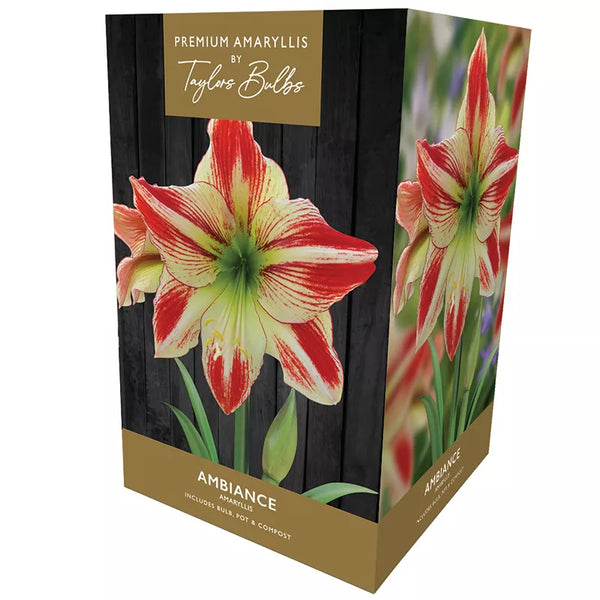 Amaryllis 'Ambiance' (Premium Indoor Growing Kit Gift Pack) image 0