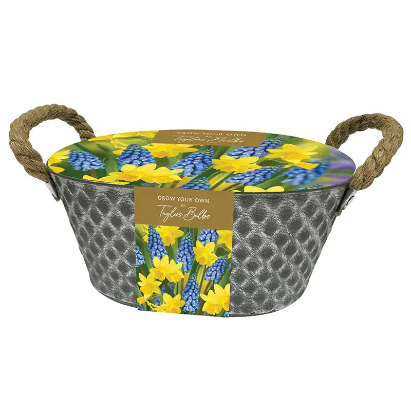 Narcissi and Muscari Outdoor Metal Trough (15 bulbs) image 0