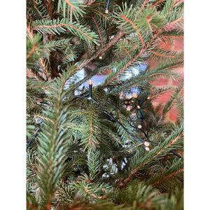 Norway Spruce Premium Pot Grown Christmas Tree image 2