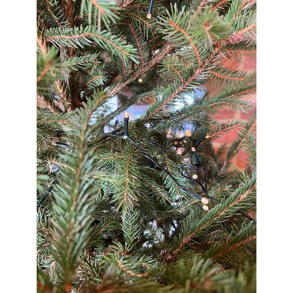 Norway Spruce Premium Pot Grown Christmas Tree image 2