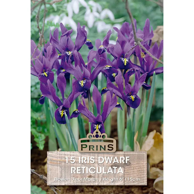 Iris Dwarf reticulata (15 bulbs) image 0