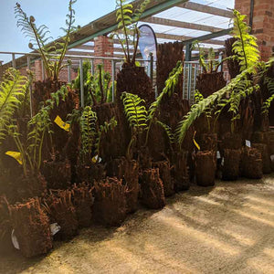 Dicksonia antarctica Tree Fern 1ft image 2