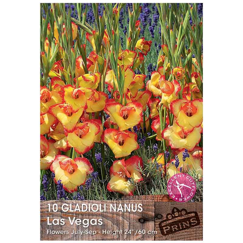 Gladioli Nanus 'Las Vegas' - 10 bulbs image 0