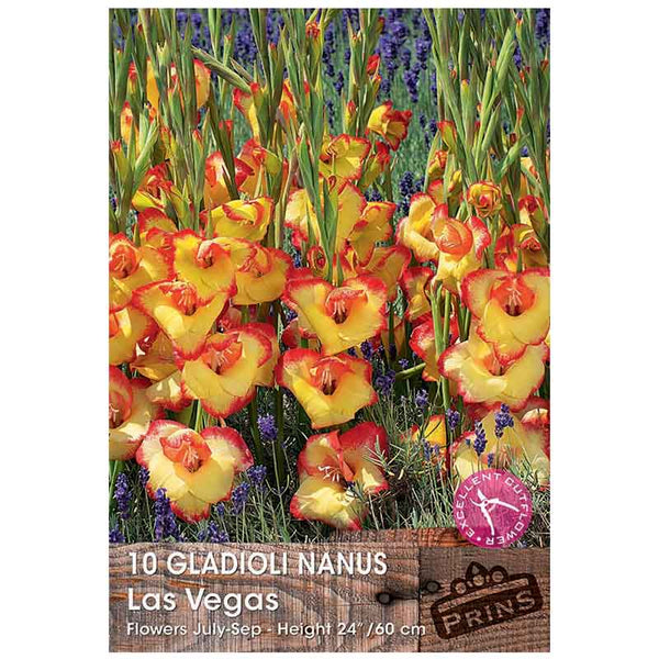 Gladioli Nanus 'Las Vegas' - 10 bulbs image 0