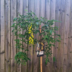 Laburnum alpinum Pendulum ‘Weeping Golden Shower’ Tree (12-litre pot) image 0