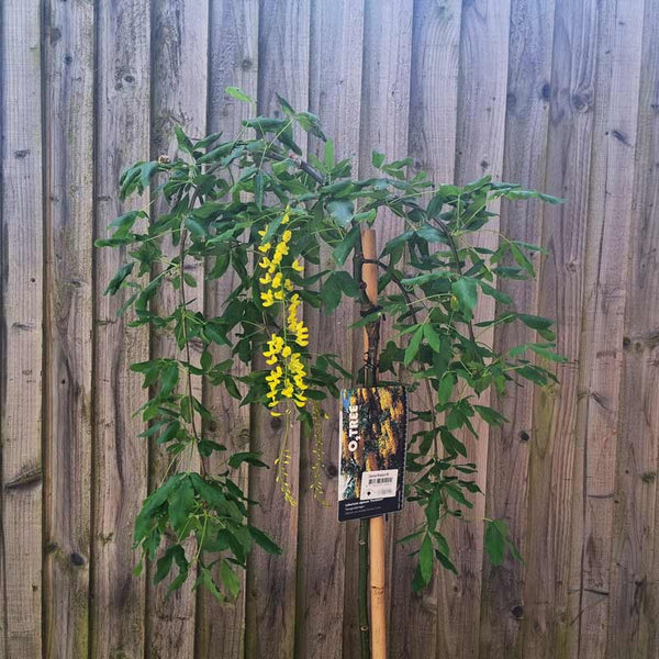 Laburnum alpinum Pendulum ‘Weeping Golden Shower’ Tree (12-litre pot) image 0