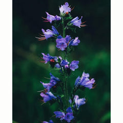 Viper’s Bugloss Wild Flower Seeds (1 Packet) image 0