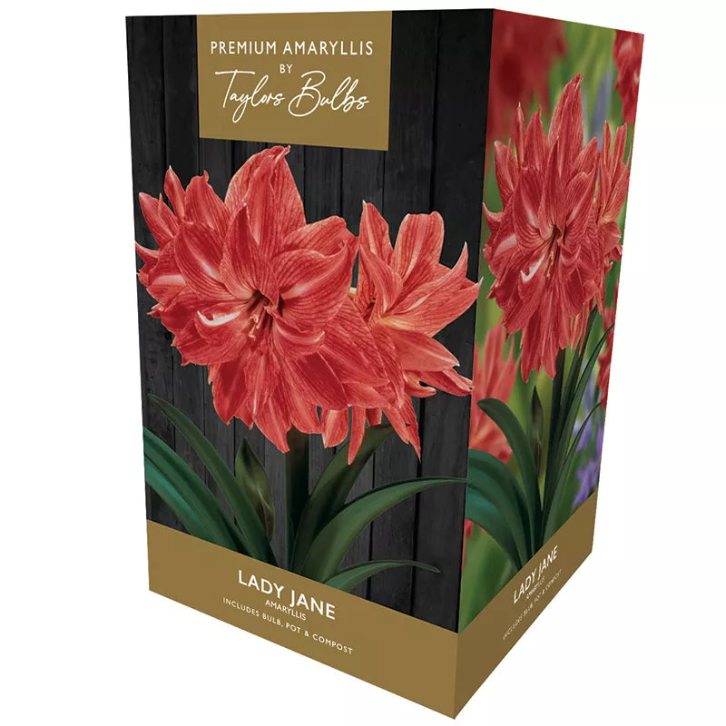 Amaryllis 'Lady Jane' (Premium Indoor Growing Kit Gift Pack) image 0