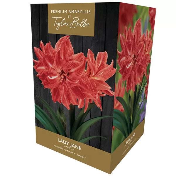 Amaryllis 'Lady Jane' (Premium Indoor Growing Kit Gift Pack) image 0