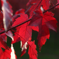 Acer rubrum ‘Redpointe’ Tree (Red Maple) (12-Litre Pot) image 0