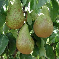 Pyrus communis ‘Conference’ Pear Tree (12-Litre Pot) image 0
