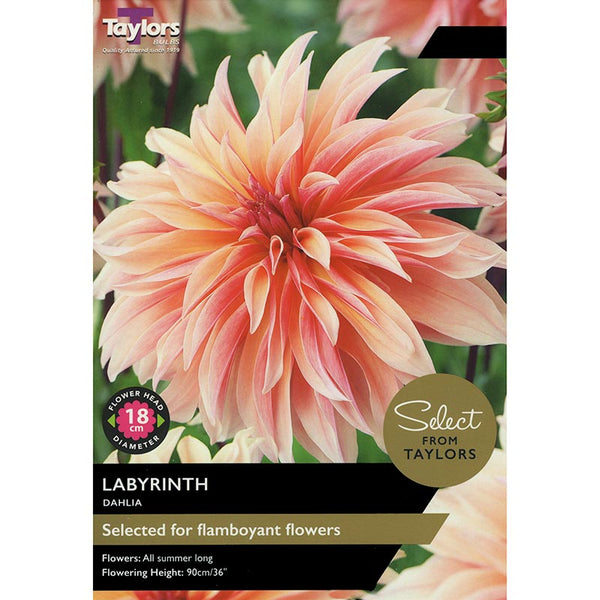 Dahlia Labyrinth (2 Tubers) image 0