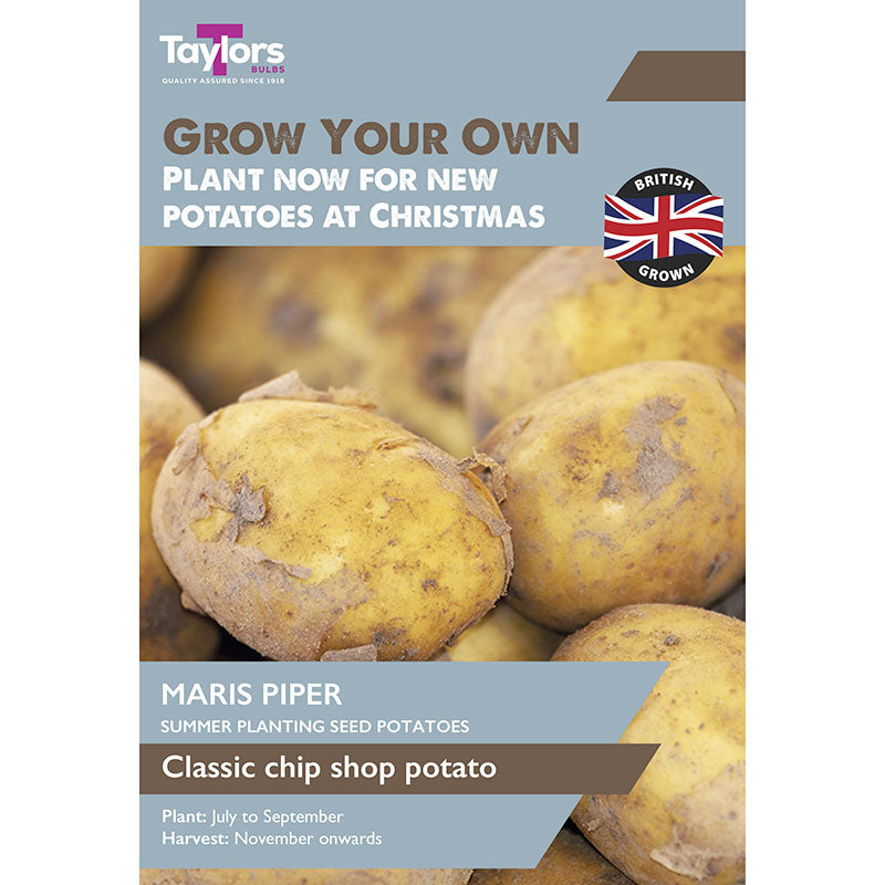 ‘Maris Piper’ Christmas Harvest Summer Planting Seed Potatoes (Pack of 10) image 0