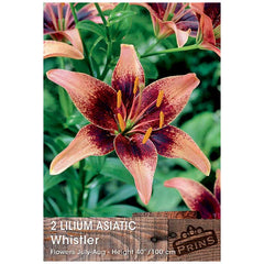 Lilium 'Asiatic Whistler' (2 Bulbs) image 0