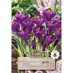 Crocus vernus 'Purple' (15 bulbs) image 0