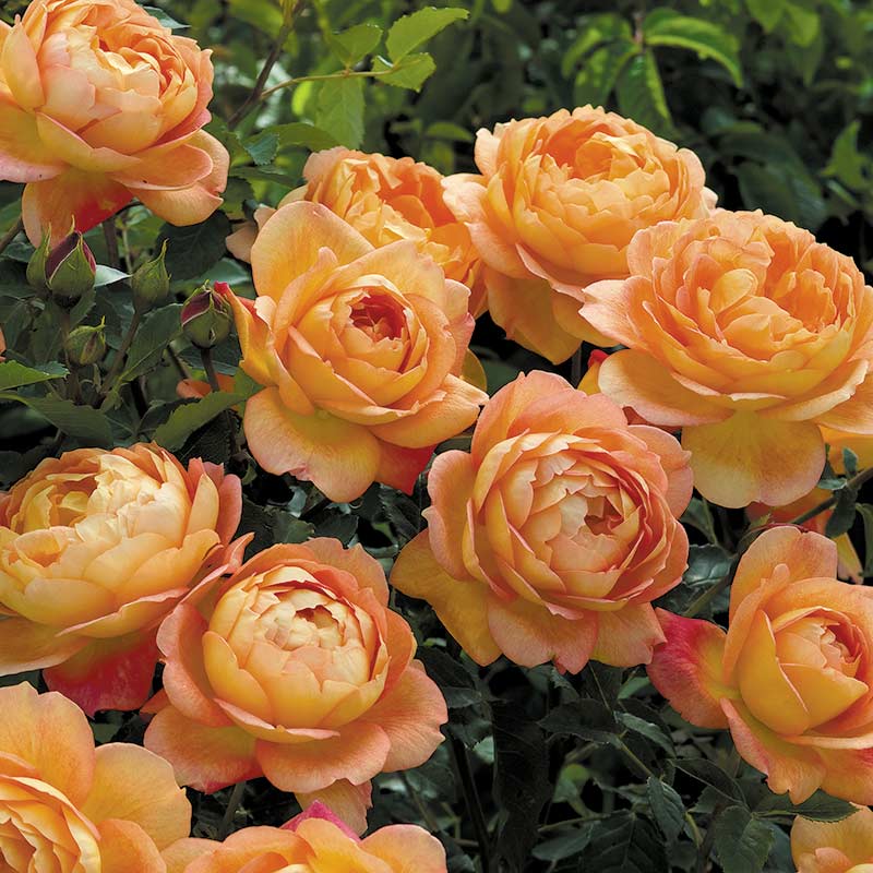 David Austin Lady of Shalott® English Shrub Rose (6-Litre Pot) image 0