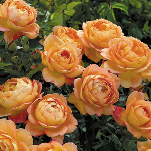 David Austin Lady of Shalott® English Shrub Rose (6-Litre Pot) image 0
