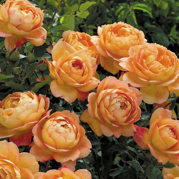 David Austin Lady of Shalott® English Shrub Rose (6-Litre Pot) image 0