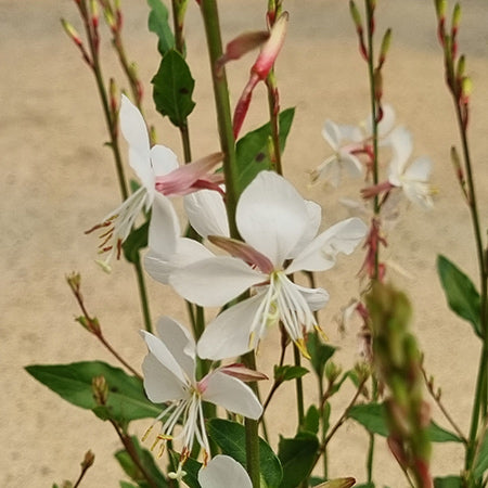 Oenothera lindheimeri Gaura ‘Gaudi Medium White’ (2-Litre Pot) image 0