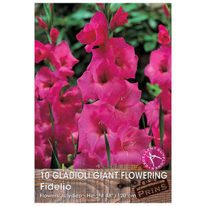 Gladioli Giant Flowering 'Fidelio' (10 bulbs) image 0