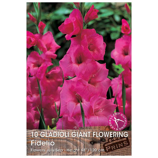 Gladioli Giant Flowering 'Fidelio' (10 bulbs) image 0