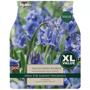 English Grown Bluebells (10 bulbs) image 0
