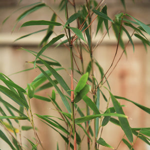 Fargesia Scabrida Asian Wonder Bamboo image 2