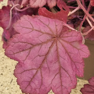 Heuchera ‘Wild Rose’ (2-Litre Pot) image 0