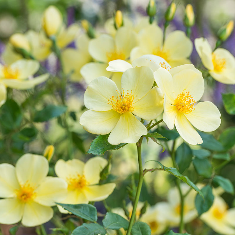 David Austin Tottering-by-Gently English Shrub Rose (6-Litre Pot) image 0