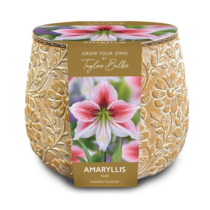 Embossed Terracotta Indoor Planter Set with Amaryllis ‘Glee’ (1 Bulb) image 0
