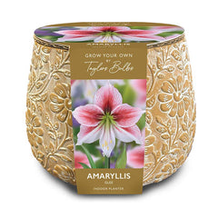 Embossed Terracotta Indoor Planter Set with Amaryllis ‘Glee’ (1 Bulb) image 0