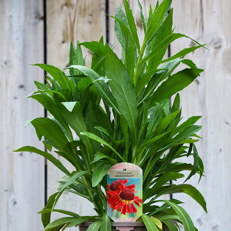 Helenium ‘Moerheim Beauty’ (3-Litre Pot) image 0