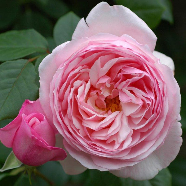 Peter Beales ‘St. Ethelburga’ Hybrid Tea Shrub Rose (4-Litre Pot) image 0