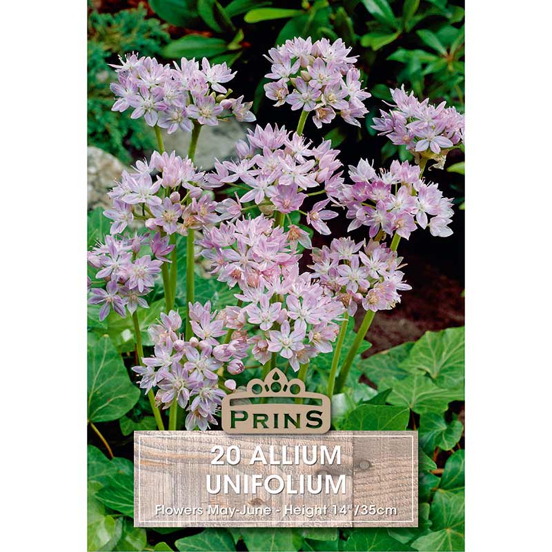 Allium ‘Unifolium’ (20 Bulbs) image 0