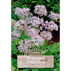 Allium ‘Unifolium’ (20 Bulbs) image 0