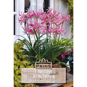 Nerine bowdenii (1 bulb) image 0