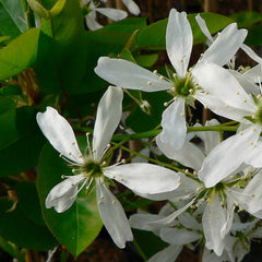 Amelanchier grandiflora ‘Ballerina’ Tree (12-Litre Pot) image 0