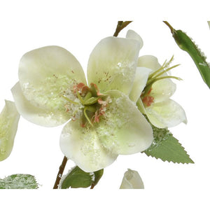 Everlands White Hellebore Spray (56cm) image 1