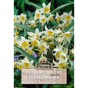Tulip 'Turkestanica' (15 bulbs) image 0