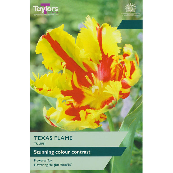 Tulip ‘Texas Flame’ (5 Bulbs) image 0