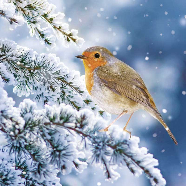 Ling Design Charity Christmas Cards - Robin On Snowy Branch (Pack of 6) image 0