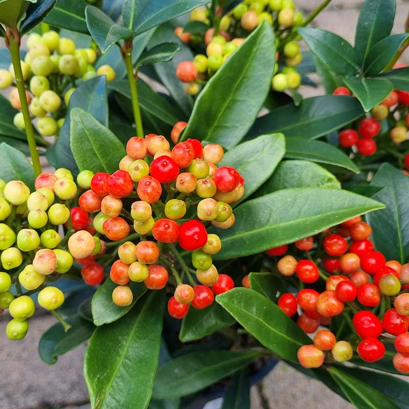 Skimmia japonica ‘Pabella’ (f) (15cm Pot) image 0