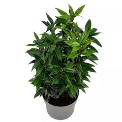 Sarcococca hookeriana 'Purple Stem' (Sweet Box) image 0