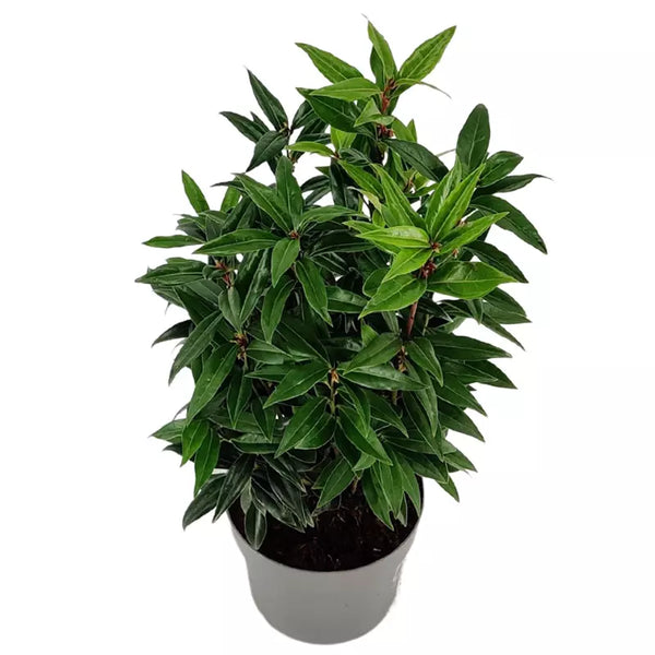 Sarcococca hookeriana 'Purple Stem' (Sweet Box) image 0