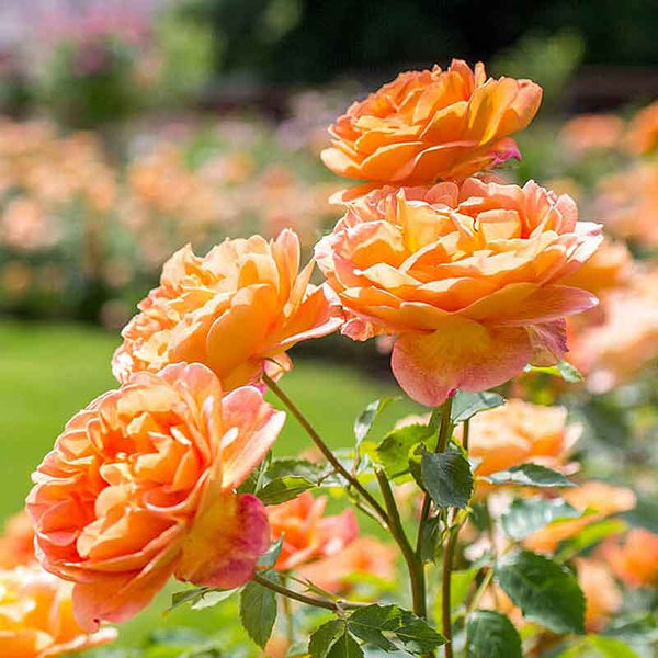 David Austin Lady of Shalott® English Shrub Rose (6-Litre Pot) image 1