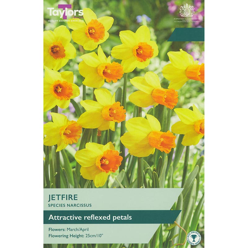 Narcissus ‘Jetfire’ Daffodil (8 Bulbs) image 0