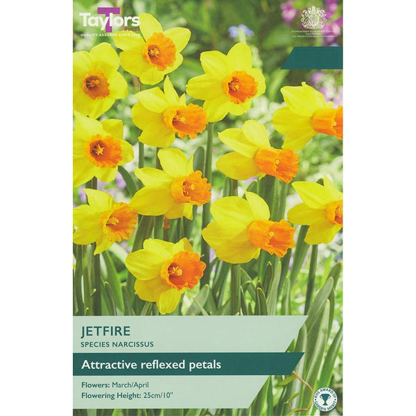 Narcissus ‘Jetfire’ Daffodil (8 Bulbs) image 0